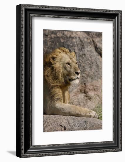 Adult male lions resting on rocky outcropping, Serengeti National Park, Tanzania, Africa-Adam Jones-Framed Photographic Print