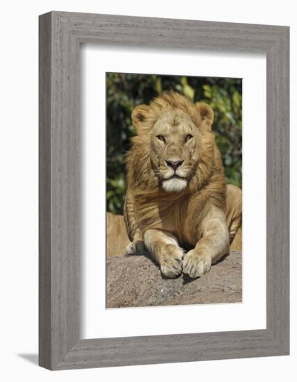 Adult male lions resting on rocky outcropping, Serengeti National Park, Tanzania, Africa-Adam Jones-Framed Photographic Print