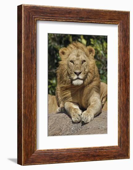 Adult male lions resting on rocky outcropping, Serengeti National Park, Tanzania, Africa-Adam Jones-Framed Photographic Print