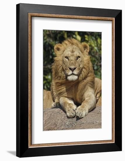 Adult male lions resting on rocky outcropping, Serengeti National Park, Tanzania, Africa-Adam Jones-Framed Photographic Print