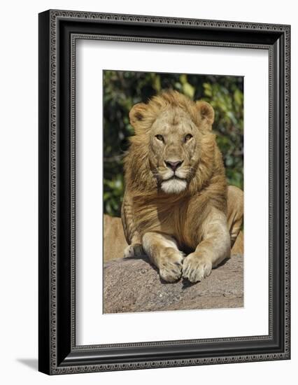 Adult male lions resting on rocky outcropping, Serengeti National Park, Tanzania, Africa-Adam Jones-Framed Photographic Print