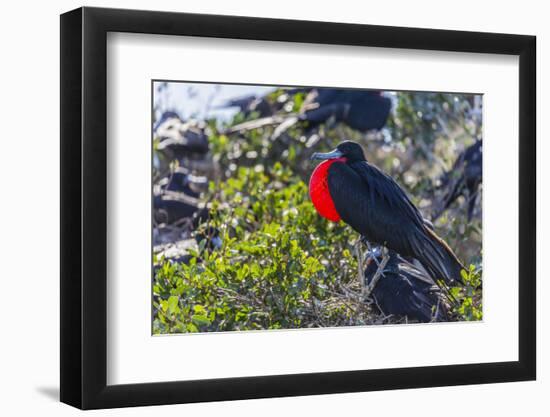 Adult Male Magnificent Frigatebird (Fregata Magnificens), San Gabriel Bay, Espiritu Santo Island-Michael Nolan-Framed Photographic Print