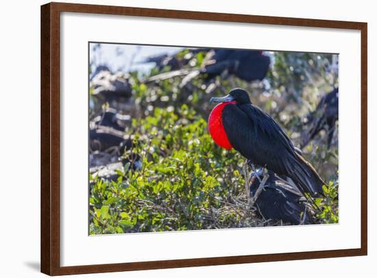 Adult Male Magnificent Frigatebird (Fregata Magnificens), San Gabriel Bay, Espiritu Santo Island-Michael Nolan-Framed Photographic Print