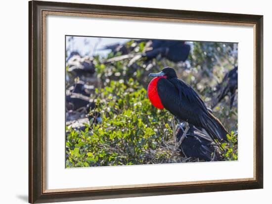 Adult Male Magnificent Frigatebird (Fregata Magnificens), San Gabriel Bay, Espiritu Santo Island-Michael Nolan-Framed Photographic Print