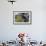 Adult Male Magnificent Frigatebird (Fregata Magnificens), San Gabriel Bay, Espiritu Santo Island-Michael Nolan-Framed Photographic Print displayed on a wall