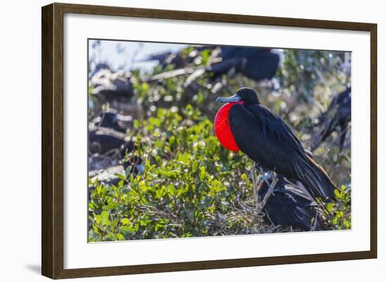 Adult Male Magnificent Frigatebird (Fregata Magnificens), San Gabriel Bay, Espiritu Santo Island-Michael Nolan-Framed Photographic Print