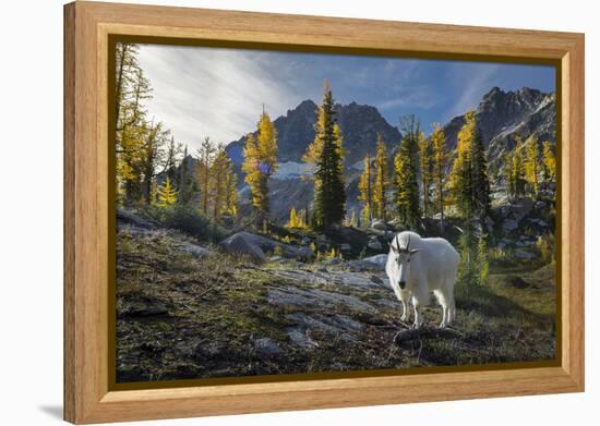 Adult Male Mountain Goat Near Horseshoe Lake in the Alpine Lakes Wilderness, Mt. Stuart Behind-Gary Luhm-Framed Premier Image Canvas
