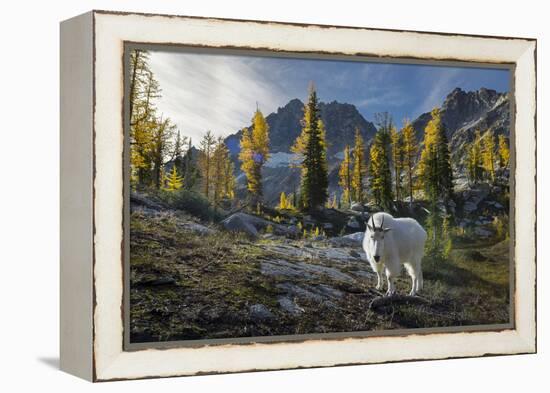 Adult Male Mountain Goat Near Horseshoe Lake in the Alpine Lakes Wilderness, Mt. Stuart Behind-Gary Luhm-Framed Premier Image Canvas