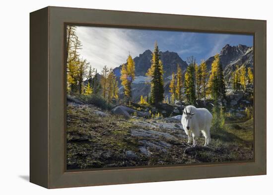 Adult Male Mountain Goat Near Horseshoe Lake in the Alpine Lakes Wilderness, Mt. Stuart Behind-Gary Luhm-Framed Premier Image Canvas