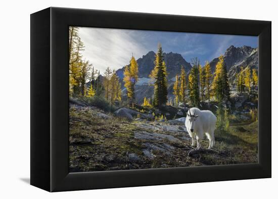 Adult Male Mountain Goat Near Horseshoe Lake in the Alpine Lakes Wilderness, Mt. Stuart Behind-Gary Luhm-Framed Premier Image Canvas