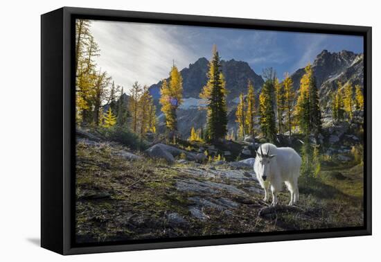 Adult Male Mountain Goat Near Horseshoe Lake in the Alpine Lakes Wilderness, Mt. Stuart Behind-Gary Luhm-Framed Premier Image Canvas