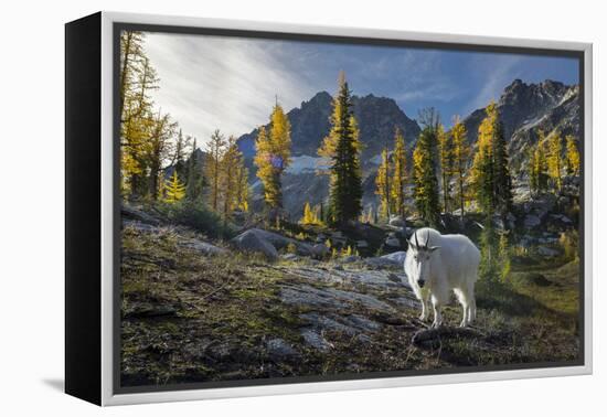 Adult Male Mountain Goat Near Horseshoe Lake in the Alpine Lakes Wilderness, Mt. Stuart Behind-Gary Luhm-Framed Premier Image Canvas