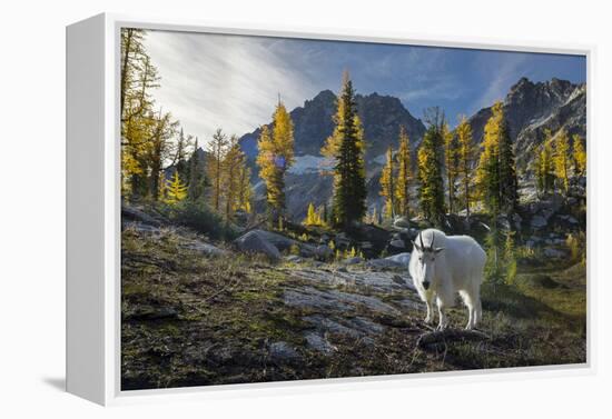 Adult Male Mountain Goat Near Horseshoe Lake in the Alpine Lakes Wilderness, Mt. Stuart Behind-Gary Luhm-Framed Premier Image Canvas