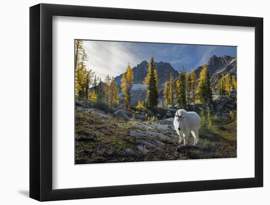 Adult Male Mountain Goat Near Horseshoe Lake in the Alpine Lakes Wilderness, Mt. Stuart Behind-Gary Luhm-Framed Photographic Print