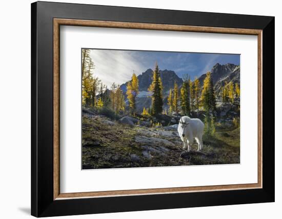 Adult Male Mountain Goat Near Horseshoe Lake in the Alpine Lakes Wilderness, Mt. Stuart Behind-Gary Luhm-Framed Photographic Print