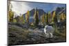 Adult Male Mountain Goat Near Horseshoe Lake in the Alpine Lakes Wilderness, Mt. Stuart Behind-Gary Luhm-Mounted Photographic Print