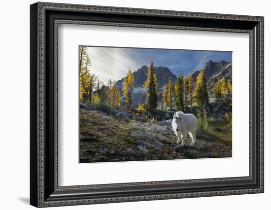 Adult Male Mountain Goat Near Horseshoe Lake in the Alpine Lakes Wilderness, Mt. Stuart Behind-Gary Luhm-Framed Photographic Print