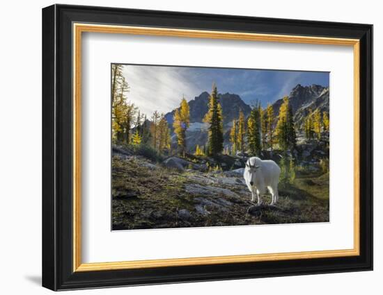 Adult Male Mountain Goat Near Horseshoe Lake in the Alpine Lakes Wilderness, Mt. Stuart Behind-Gary Luhm-Framed Photographic Print