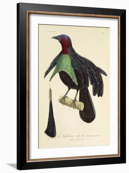 Adult Male of Superb Bird-Of-Paradise (Lophorina Superba)-null-Framed Giclee Print