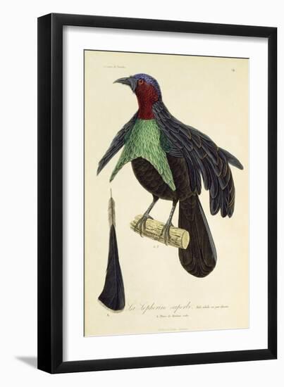 Adult Male of Superb Bird-Of-Paradise (Lophorina Superba)-null-Framed Giclee Print