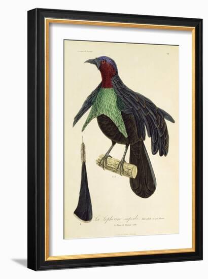 Adult Male of Superb Bird-Of-Paradise (Lophorina Superba)-null-Framed Giclee Print