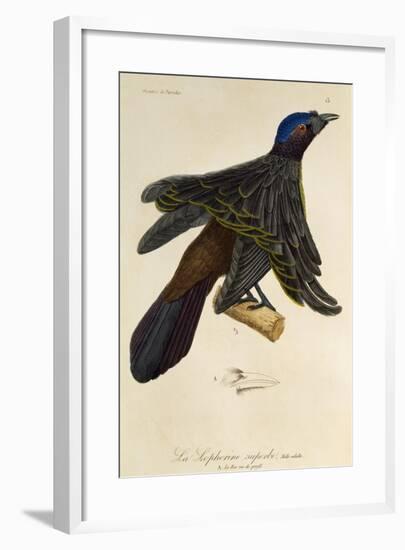 Adult Male of Superb Bird-Of-Paradise (Lophorina Superba)-null-Framed Giclee Print