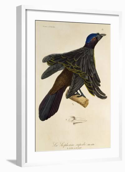 Adult Male of Superb Bird-Of-Paradise (Lophorina Superba)-null-Framed Giclee Print