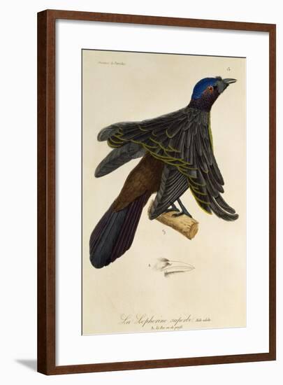 Adult Male of Superb Bird-Of-Paradise (Lophorina Superba)-null-Framed Giclee Print