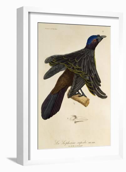 Adult Male of Superb Bird-Of-Paradise (Lophorina Superba)-null-Framed Giclee Print