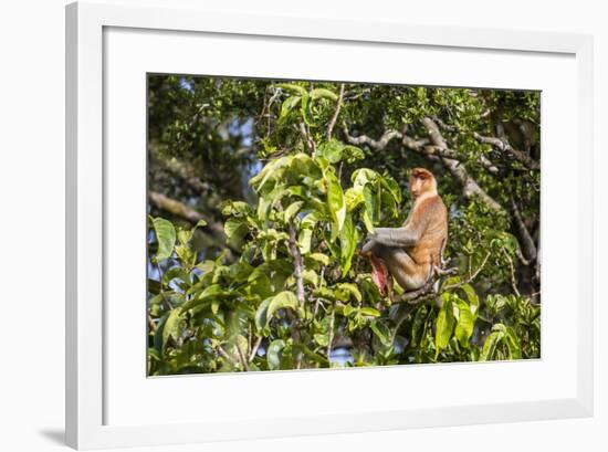 Adult Male Proboscis Monkey (Nasalis Larvatus), Indonesia-Michael Nolan-Framed Photographic Print