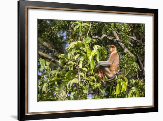 Adult Male Proboscis Monkey (Nasalis Larvatus), Indonesia-Michael Nolan-Framed Photographic Print