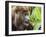 Adult male red howler monkey (Alouatta seniculus), in the village of San Francisco, Peru-Michael Nolan-Framed Photographic Print