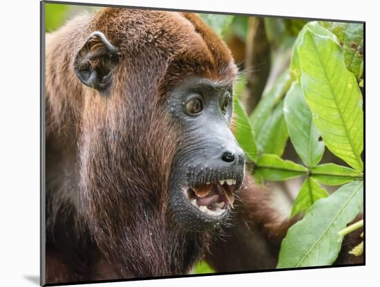 Adult male red howler monkey (Alouatta seniculus), in the village of San Francisco, Peru-Michael Nolan-Mounted Photographic Print