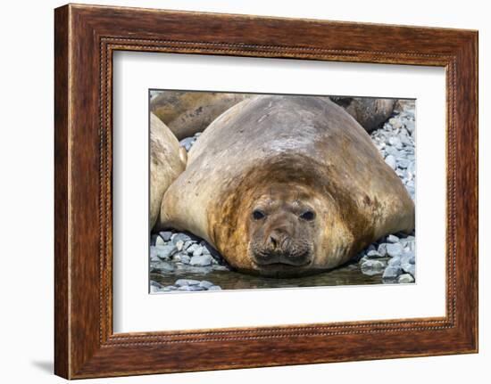 Adult male southern elephant seals (Mirounga leonina), hauled out on the beach at Robert Island-Michael Nolan-Framed Photographic Print