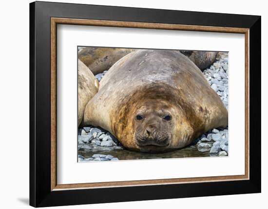 Adult male southern elephant seals (Mirounga leonina), hauled out on the beach at Robert Island-Michael Nolan-Framed Photographic Print