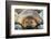 Adult male southern elephant seals (Mirounga leonina), hauled out on the beach at Robert Island-Michael Nolan-Framed Photographic Print