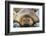 Adult male southern elephant seals (Mirounga leonina), hauled out on the beach at Robert Island-Michael Nolan-Framed Photographic Print