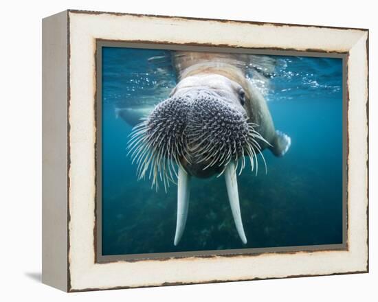 Adult Male Walrus, Lagoya, Svalbard, Norway-Paul Souders-Framed Premier Image Canvas