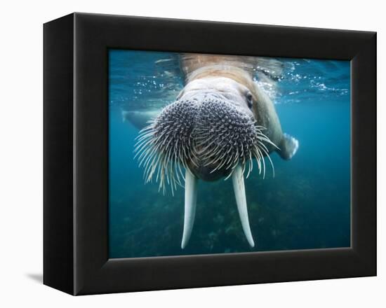 Adult Male Walrus, Lagoya, Svalbard, Norway-Paul Souders-Framed Premier Image Canvas