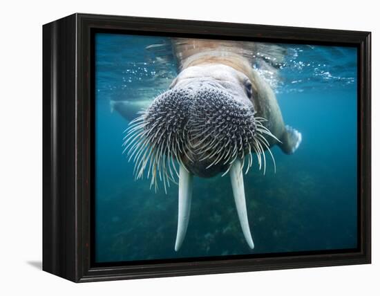 Adult Male Walrus, Lagoya, Svalbard, Norway-Paul Souders-Framed Premier Image Canvas