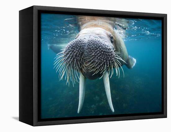 Adult Male Walrus, Lagoya, Svalbard, Norway-Paul Souders-Framed Premier Image Canvas