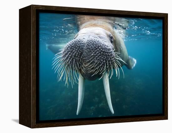 Adult Male Walrus, Lagoya, Svalbard, Norway-Paul Souders-Framed Premier Image Canvas