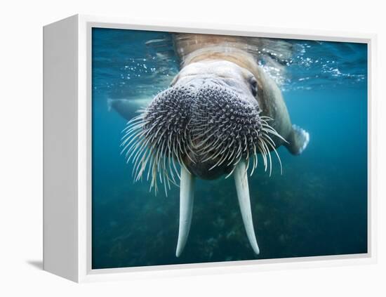 Adult Male Walrus, Lagoya, Svalbard, Norway-Paul Souders-Framed Premier Image Canvas