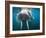 Adult Male Walrus, Lagoya, Svalbard, Norway-Paul Souders-Framed Premium Photographic Print