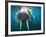 Adult Male Walrus, Lagoya, Svalbard, Norway-Paul Souders-Framed Photographic Print