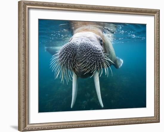 Adult Male Walrus, Lagoya, Svalbard, Norway-Paul Souders-Framed Photographic Print