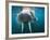 Adult Male Walrus, Lagoya, Svalbard, Norway-Paul Souders-Framed Photographic Print