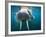 Adult Male Walrus, Lagoya, Svalbard, Norway-Paul Souders-Framed Photographic Print