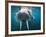 Adult Male Walrus, Lagoya, Svalbard, Norway-Paul Souders-Framed Photographic Print