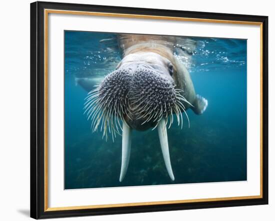 Adult Male Walrus, Lagoya, Svalbard, Norway-Paul Souders-Framed Photographic Print